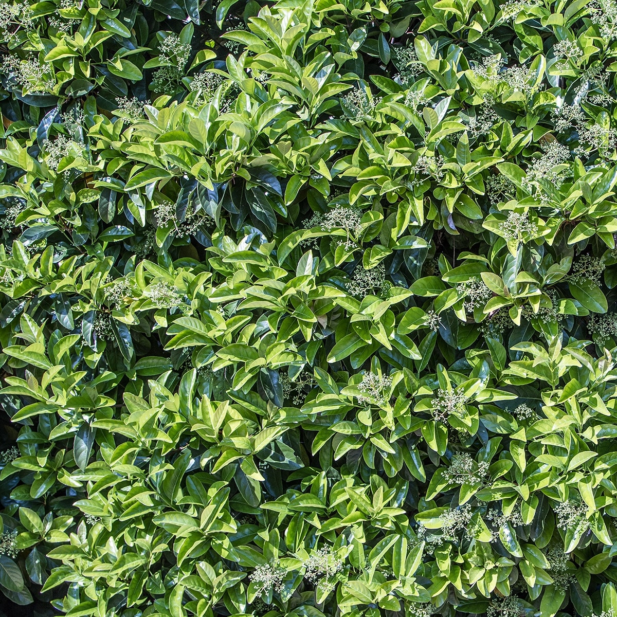 Fino
