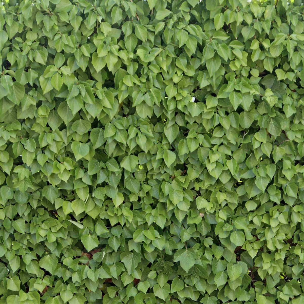 Felix Natur