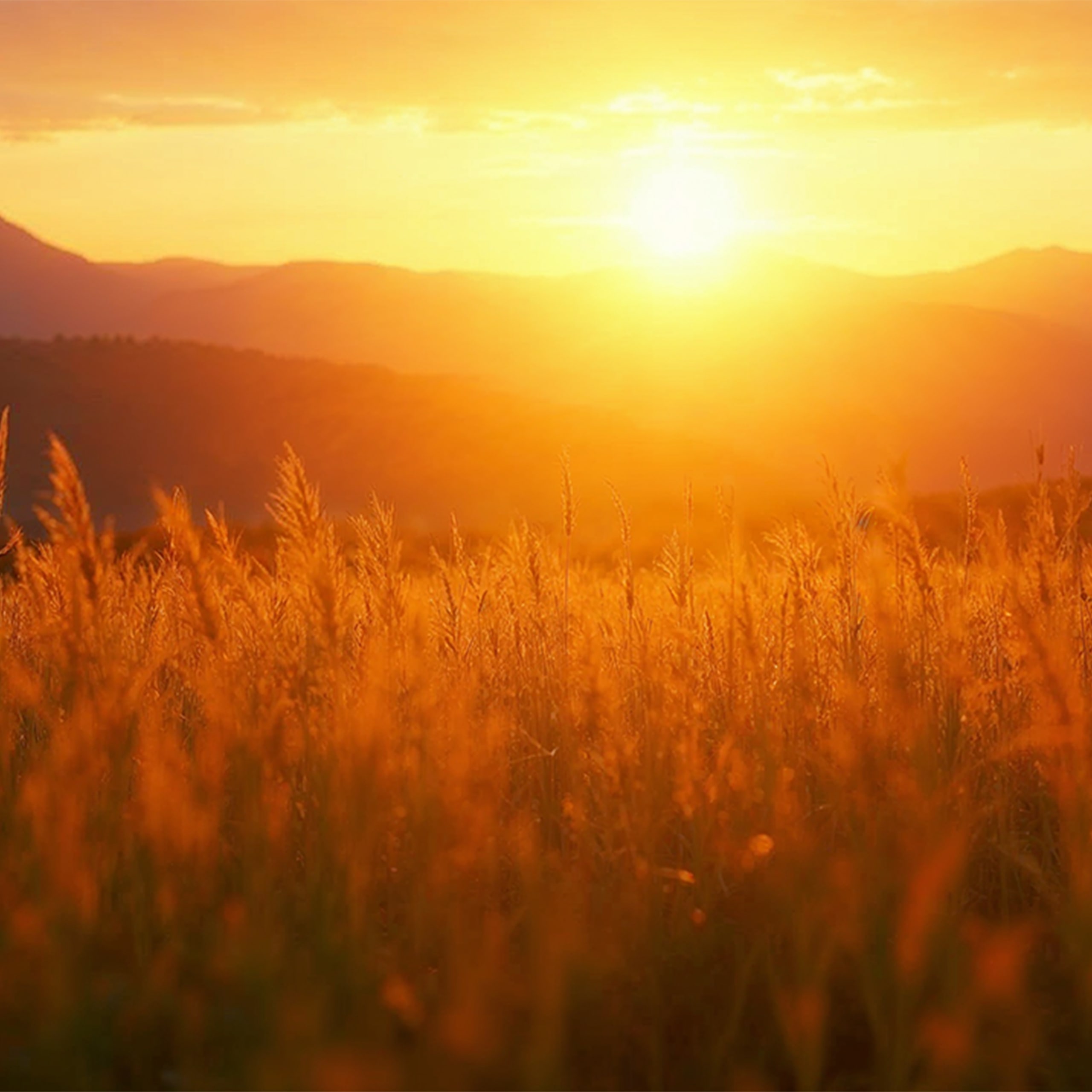 Wandbild Goldene Graslandschaft-motiv